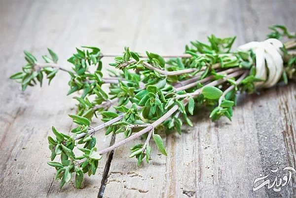 آویشن مناسب برای درمان بیماری ها درمان بیماری با آویشن